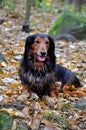 Autumn dachshund dog