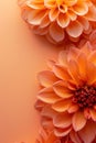 Autumn Dahlia Flower Design Royalty Free Stock Photo