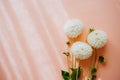 Autumn dahlias flowers bouquet on sunny pink background. Top view Royalty Free Stock Photo