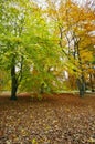 Autumn park with beech trees