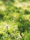 Autumn, dandelion on a background of green grass. Close-up. Partial focus. Copy space. Landscape, autumn park