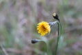 Autumn dandelion closeup.