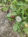 The autumn dandelion, the dead apple. The wilting of life. The texture of grass, leaves and wood. Royalty Free Stock Photo