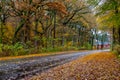 Autumn Danish Forest in November in Viborg, Denmark Royalty Free Stock Photo