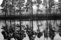 Autumn dark calm landscape on a foggy river with a single white swan and trees reflection in water. Finland, river Kymijoki. WB Royalty Free Stock Photo