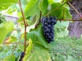 Autumn dark grapes in the garden sunny fruit