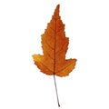 Autumn dark orange maple leaf isolated on the white background.