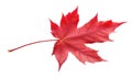 Autumn dark red maple tree leaf isolated on white. Generative AI realistic illustration