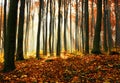 Autumn dawn in beech forest. Royalty Free Stock Photo