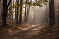 Autumn dawn in forest. Morning sun beams or rays in autumn park or forest Royalty Free Stock Photo