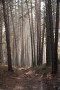 Autumn dawn in forest. Morning sun beams or rays in autumn park or forest