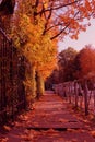 Autumn day.Golden alley.October sunny october