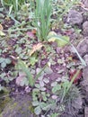 Greenery - leaves strawberries, grass and black land. Leek. Her long leaves. Autumn day. Royalty Free Stock Photo