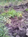 Autumn day. Land dig. Greenery - green grass and bush rose, parsley and green onion. Dry grass. Royalty Free Stock Photo