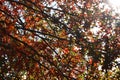 Autumn day leaf orange red green falling down Royalty Free Stock Photo