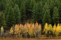 Autumn Day in Mountains with Birch Aspen and Pine Forest