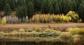 Autumn Day in Mountains with Birch Aspen and Pine Forest