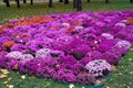 Autumn day.Multicolored chrysanthemums grow on the flowerbed. Royalty Free Stock Photo