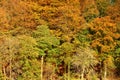 Image of autumnal colours of a forest