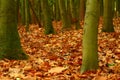 Image of autumnal colours of a forest