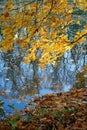 Autumn day in the park by the river. Foliage on the trees in autumn dress. Reflection on the surface of the water.