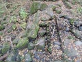 An autumn day in the park, stones covered with moss