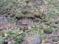 An autumn day in the park, stones covered with moss