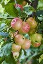 Rural garden. In the frame ripe red apples on a tree