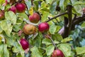 Rural garden. In the frame ripe red apples on a tree