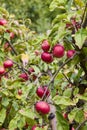 Rural garden. In the frame ripe red apples on a tree