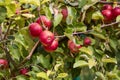 Rural garden. In the frame ripe red apples on a tree