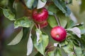 Rural garden. In the frame ripe red apples on a tree