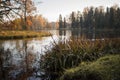 grass close-up landscape lake water reflection beautiful park tree sunlight