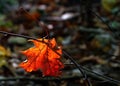 Autumn dead leaf