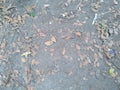 Autumn dead leaves