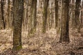 Autumn deciduous forest, brown filter, seasonal nature