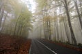 Autumn forest with road, golden and yellow leaves in a beautiful foggy day.