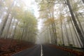 Autumn forest with road, golden and yellow leaves in a beautiful foggy day.