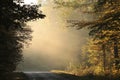 autumn deciduous forest on a sunny misty morning country road through autumnal leafy woods on a sunny foggy morning sunrise light Royalty Free Stock Photo