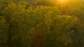 Autumn deciduous forest at sunset, drone view Royalty Free Stock Photo