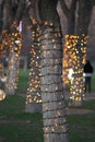 Autumn decorated trees