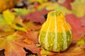 Autumn decoration Royalty Free Stock Photo