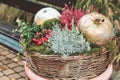 Autumn decoration composition of pumpkins and autumn plants in a basket