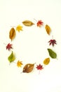 Autumn decoration from dry colored leaves Royalty Free Stock Photo