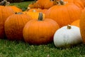 Autumn Decoration - pumpkin patch Royalty Free Stock Photo