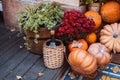 Autumn decoration with pumpkins and flowers on a street in a European city Royalty Free Stock Photo