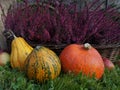 Autumn decoration, pumpkins, squash, heather flowers and apples Royalty Free Stock Photo