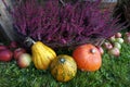 Autumn decoration, pumpkins, squash, heather flowers and apples Royalty Free Stock Photo