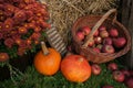 Autumn decoration, red and green apples in a wicker basket on straw, pumpkins, squash, heather flowers and chrysanthemum flowers Royalty Free Stock Photo