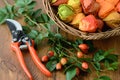 Autumn decoration of rose hips. floristry. Royalty Free Stock Photo